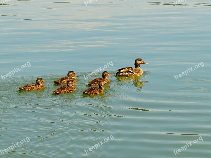 Duck Ducklings Bird Family Lake