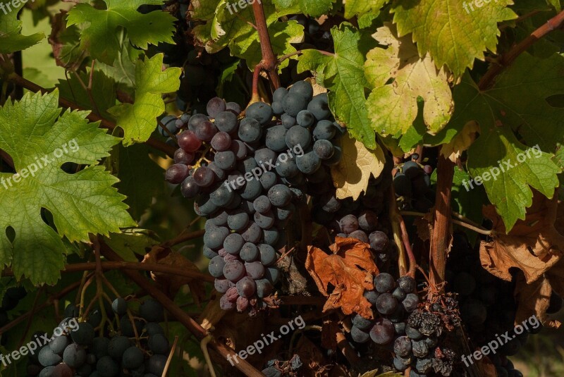 Bunch Of Grapes Harvest Vine Vineyard Free Photos