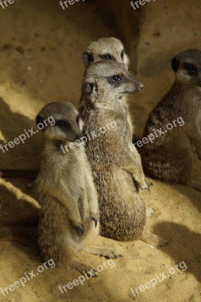 Meerkat Group Colony Cute Zoo