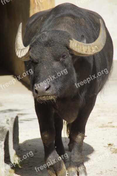 Buffalo Water Buffalo Horns Africa Zoo