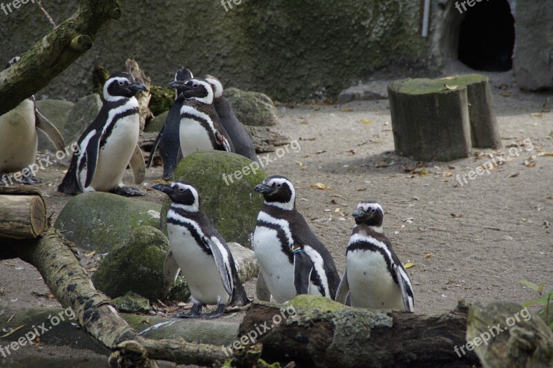 Penguins Zoo Enclosure Water Bird Bird