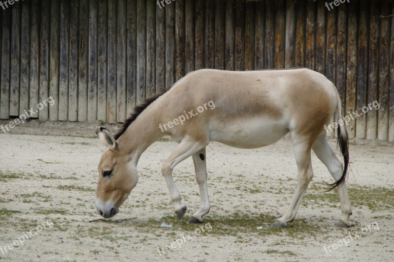 Onager Donkey Asian Ass Zoo Equus Hemionus