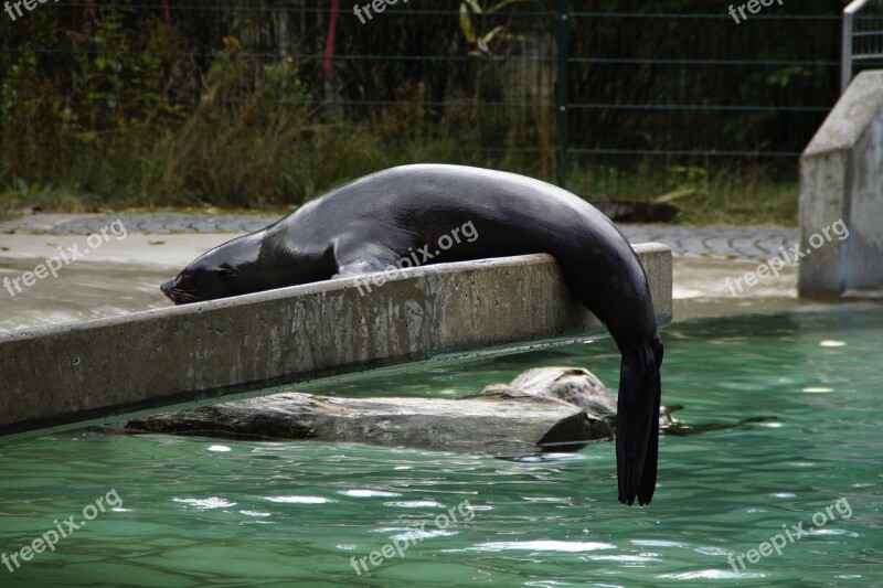 Sea ​​lion Zoo Aquatic Animal Lazy Hang Out