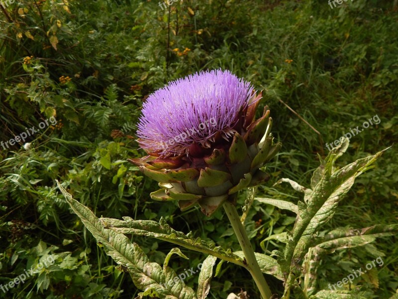 Artichoke Flower Violet Plant Artichoke Flower