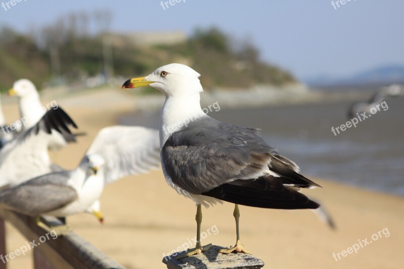 Seagull Tidal Ganghwado Dongmak Incheon Beach