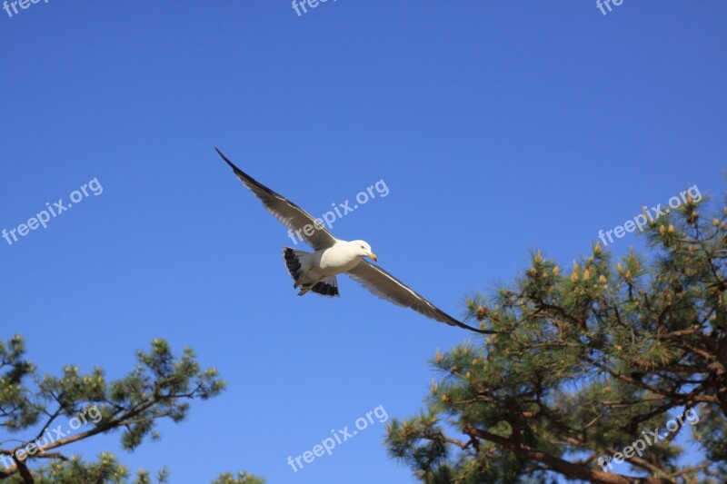 Seagull Tidal Ganghwado Dongmak Incheon Beach