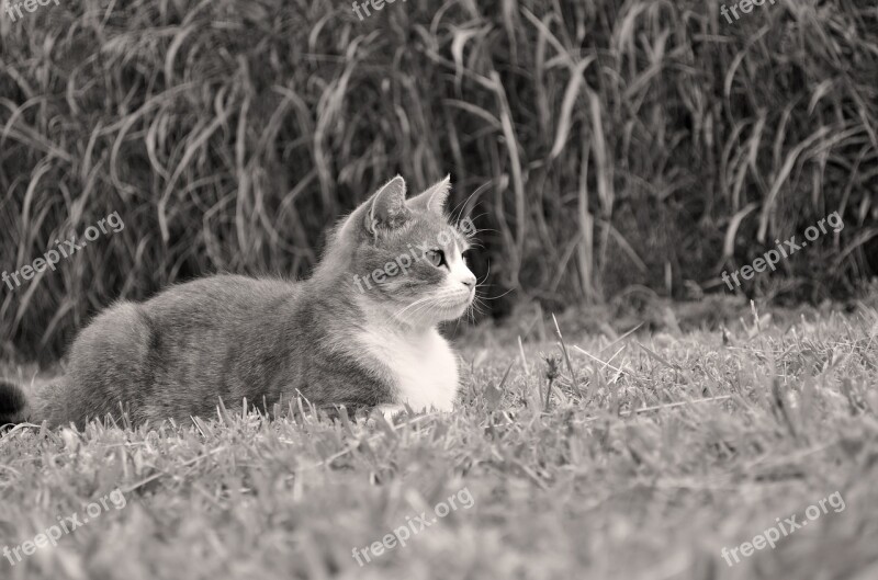 Cat Animals Feline Portrait Of Cat Animal