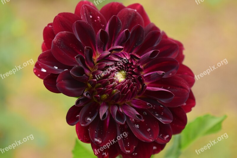 Dahlia Blossom Bloom Flower Red