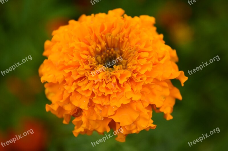 Tagete Marigold Blossom Bloom Flower