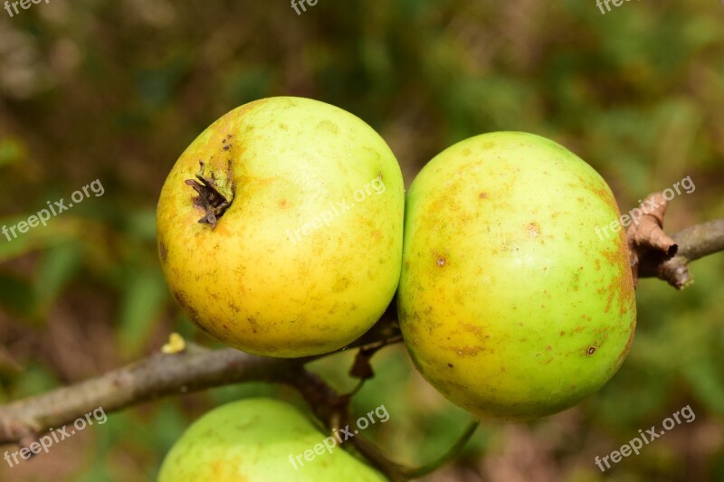 Apple Tree Fruit Apple Tree Garden