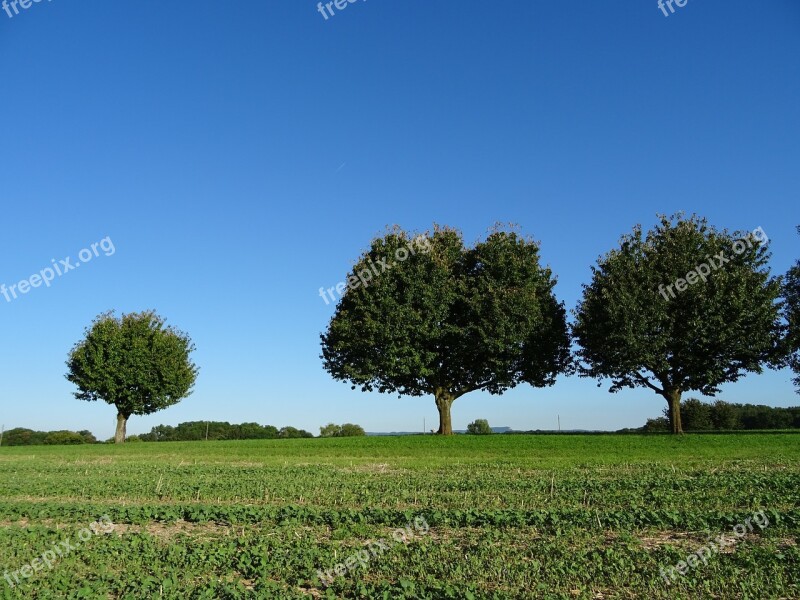 Trees Field Agriculture Sky Blue