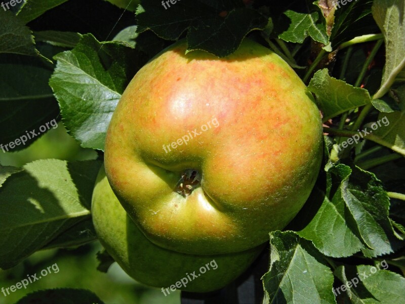 Apple Fruit Healthy Vitamins Autumn