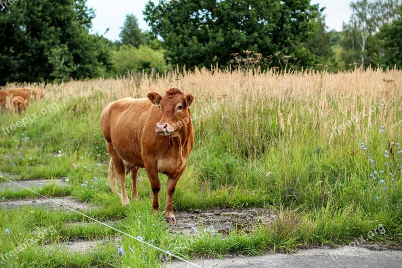 Cow Brown Milk Beef Cows