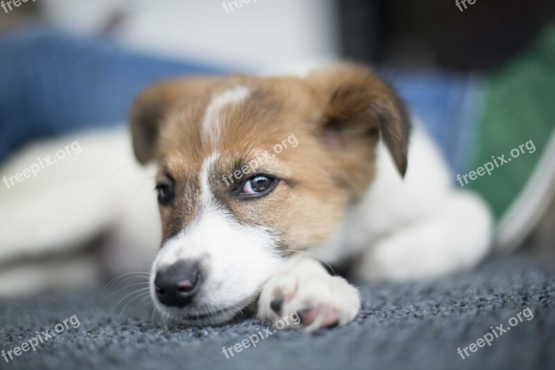 Little Dog Rests Animal Cute