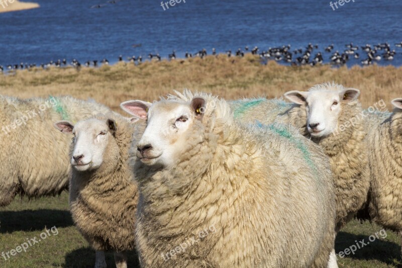 Sheep Close Up Portrait Face Meadow