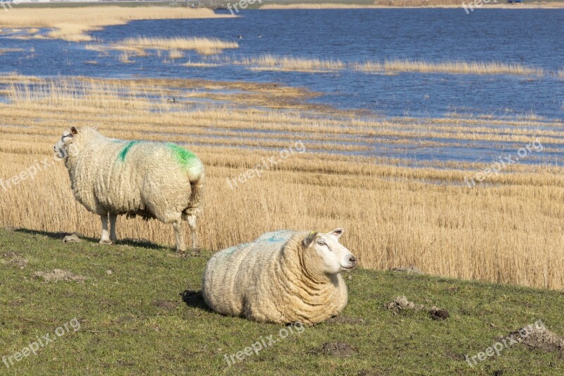 Sheep Meadow Pasture Water Sea