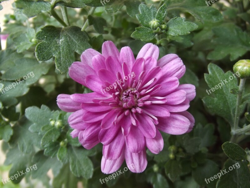 Flower Chrysanthemum Purple The Leaves Are Bud