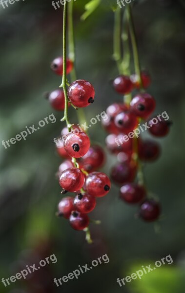 Currant Redcurrant Red Food Berry