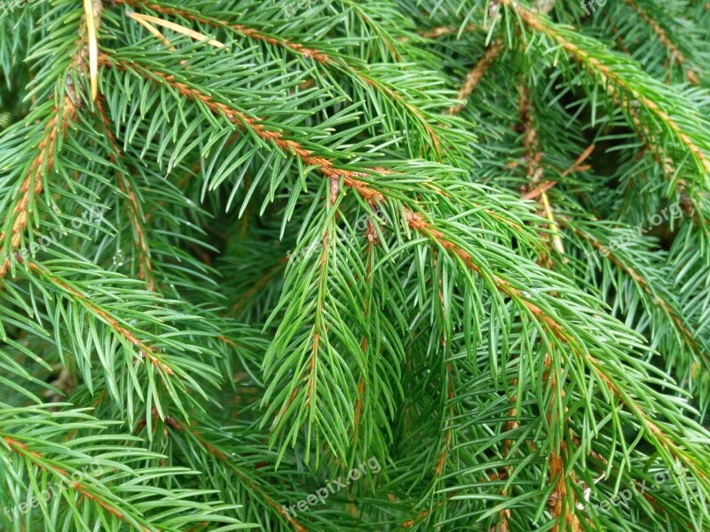 Christmas Tree Closeup Free Photos