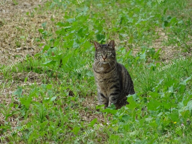 Cat Lurking Meadow Tiger Cat Kitten