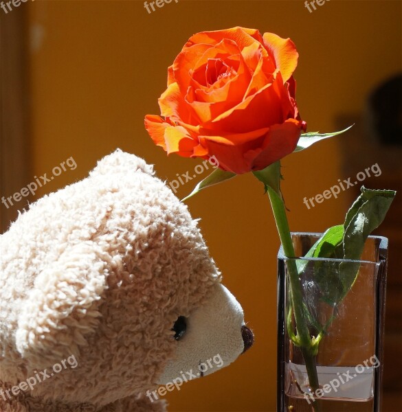 Old Teddy Bear With Rose Teddy Bear Toy Stuffed Animal Orange Rose