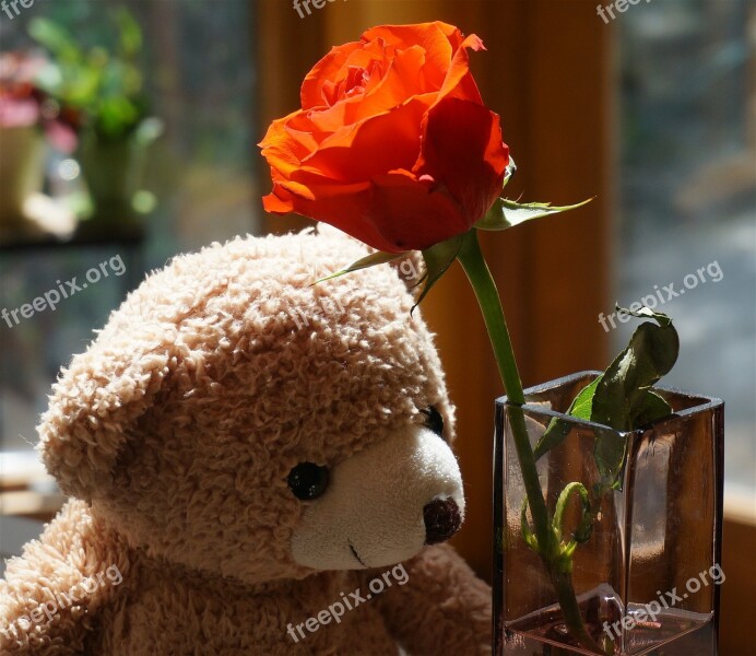 Old Teddy Bear With Rose Teddy Bear Toy Stuffed Animal Orange Rose