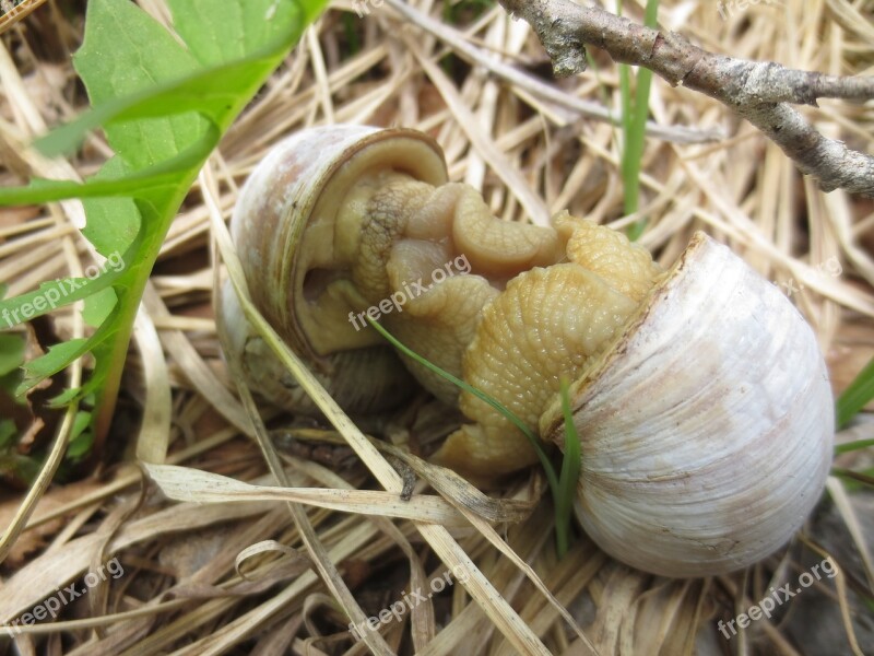 Snails Love Nature Forest Floor Close Up