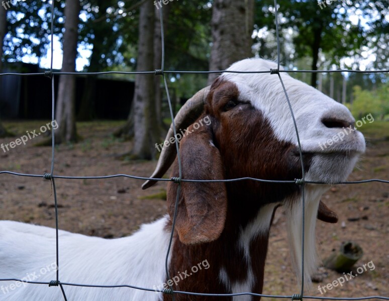 Goat Billy Goat Goatee Goat Buck Horned