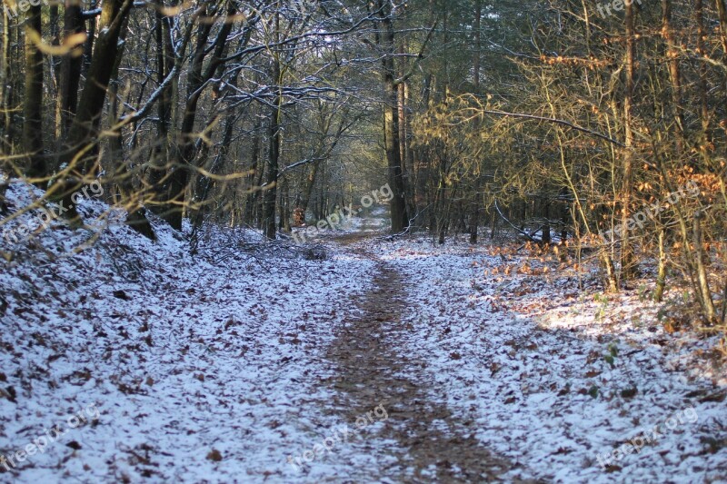 Winter Landscape Forest Snow Free Photos