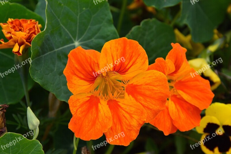 Flower Autumn Red Flowers Nature