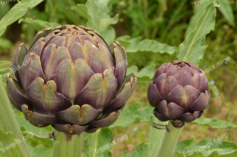 Artichoke Vegetable Purple Red Food