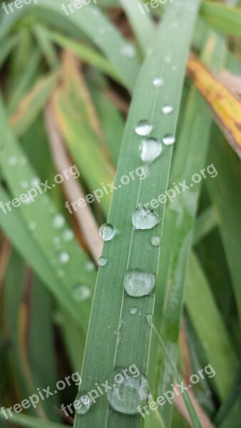 Dew Fresh Green Blade Of Grass Drop Of Water