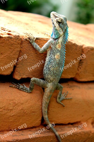 Gekko Animal Lizard Free Photos