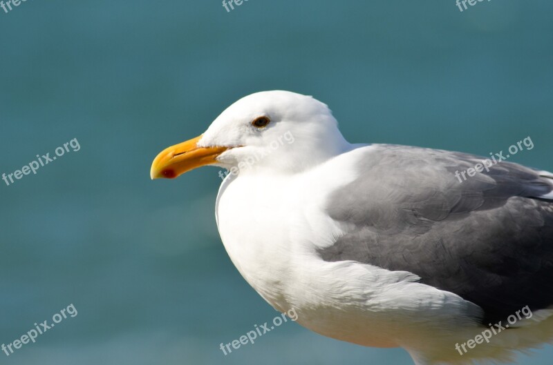 Seagull Bird Gull Nature Seabird