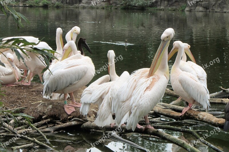 Pelican Pink Pelican Pelicans Birds Bird