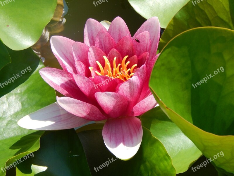 Water Lily Aquatic Plant Red Lake Rose Pond