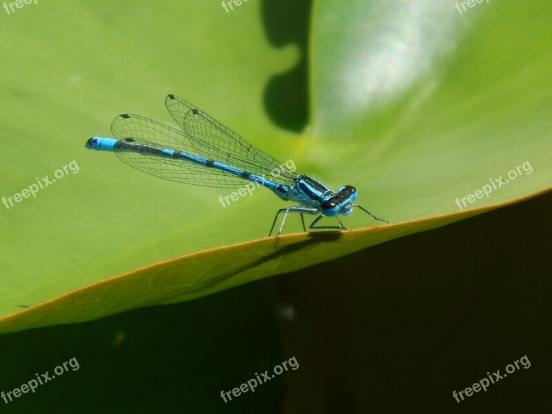 Dragonfly Blue Insect Flight Insect Nature