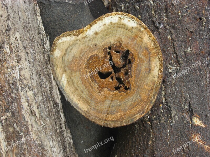 Tree Rings Stump Otsu Park Yokosuka Kanagawa Japan