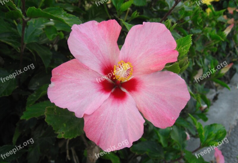 Hibiscus Flowers Pistil Red Pink