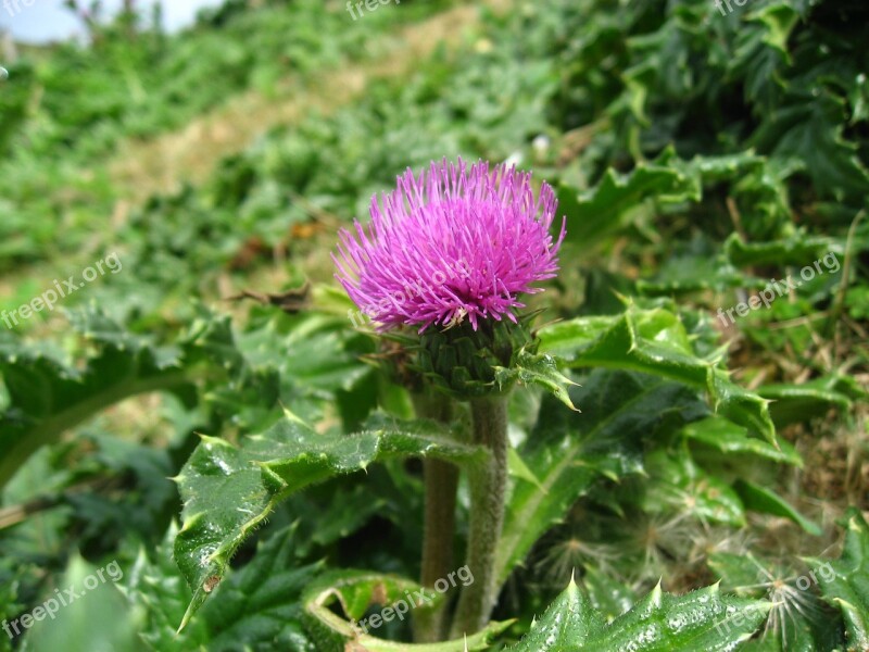 Thistle Red Purple Pink Leaf Green