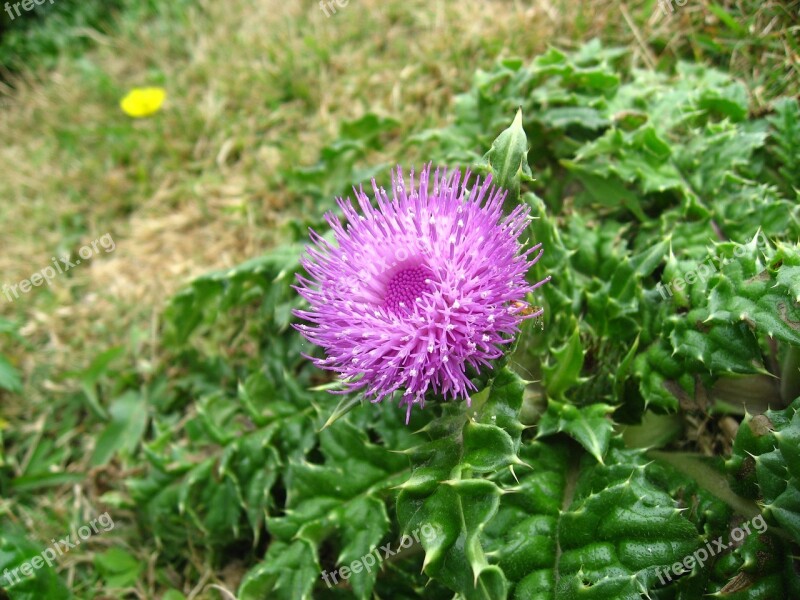 Thistle Red Purple Pink Leaf Green