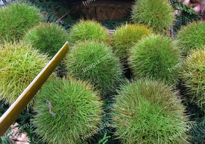 Chestnut Autumn Of Taste Bamboo Shears Green Vegetables