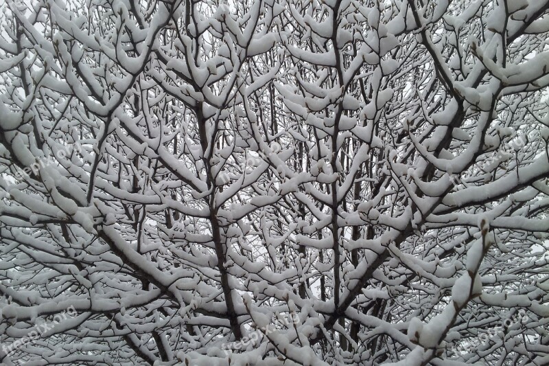 Snowy Tree Snow Winter Tree Cold