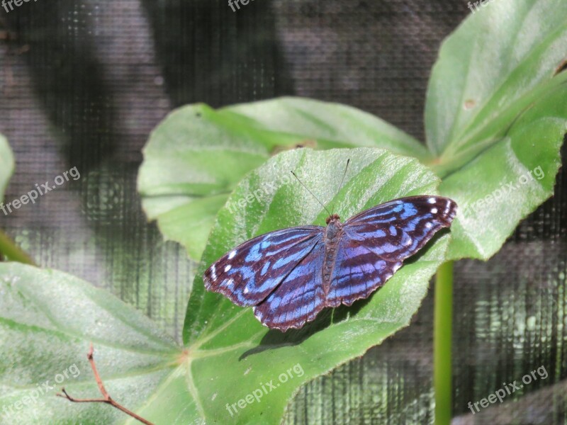 Butterfly Blue Nature Colorful Insect