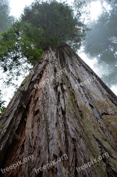 Usa America California Sequoia Trees Ladybird Johnson Grove