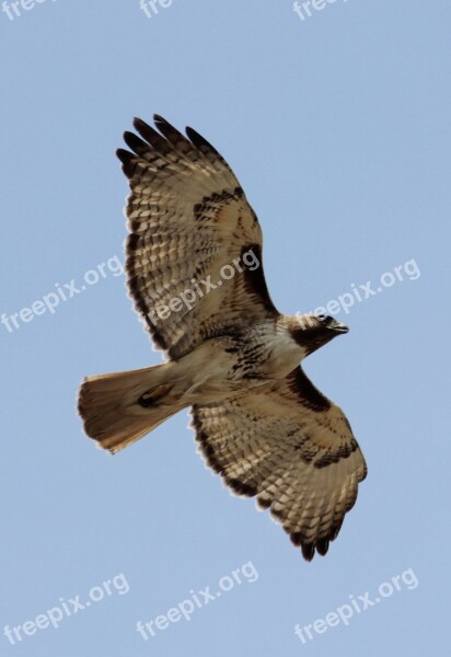 Red Tailed Hawk Bird Raptor Wildlife Flying