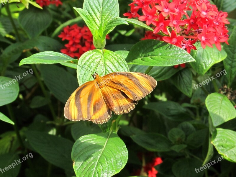 Striped Tiger Butterfly Insect Macro Nature Wildlife