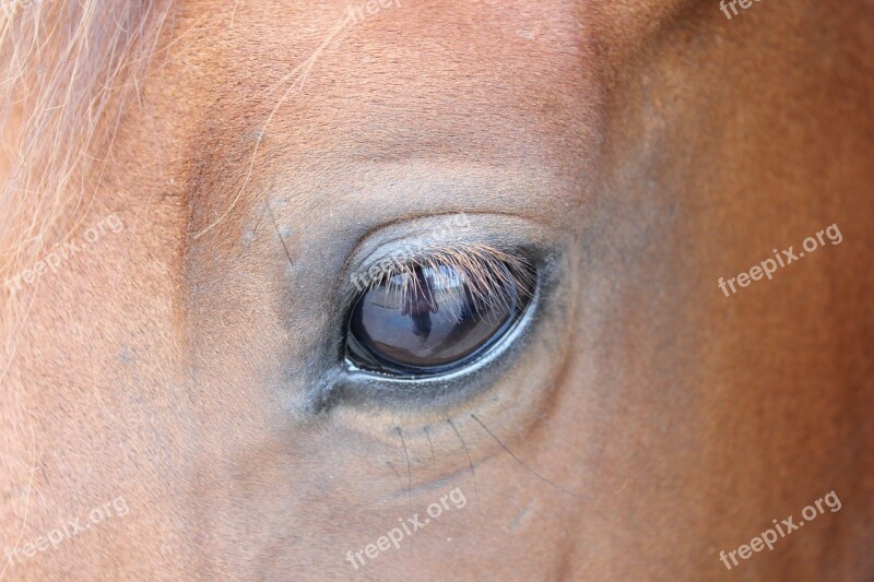 Horse Eye Brown Horse Brown Animal