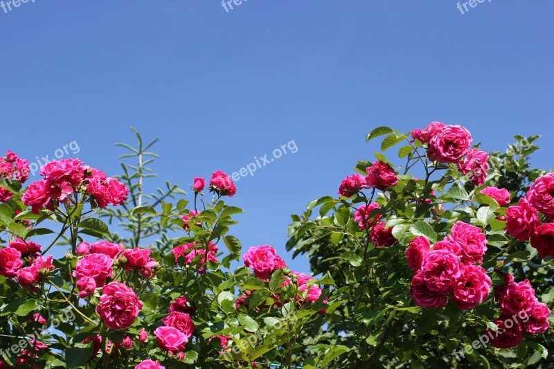 Roses Pink Sky Pink Rose Rose Bloom