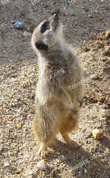 Meerkat Animal Wildlife Zoo Nature